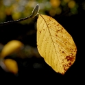 Blatt Nr 2_DDC6797 Kopie.jpg   26.04